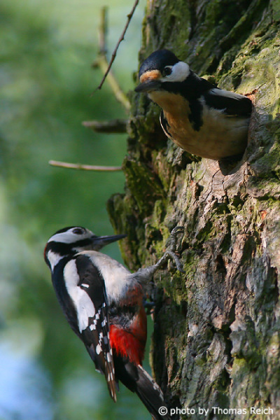 Great Spotted Woodpecker male and female