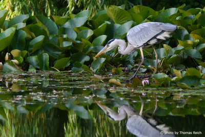 Grey heron hunting among water lilies on pond