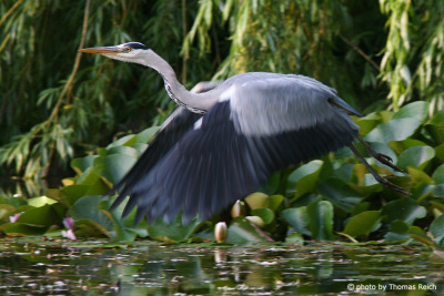 Grey Heron at the pond