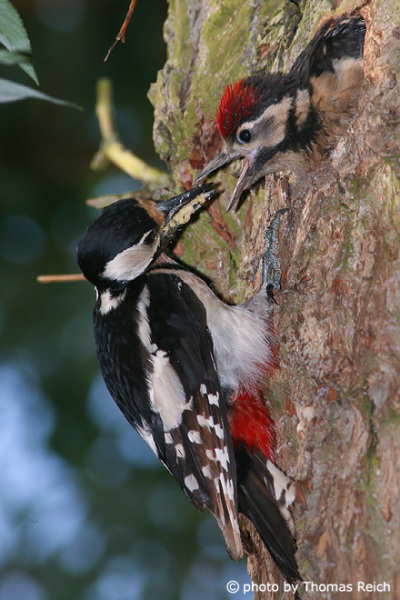Great Spotted Woodpecker feeds baby