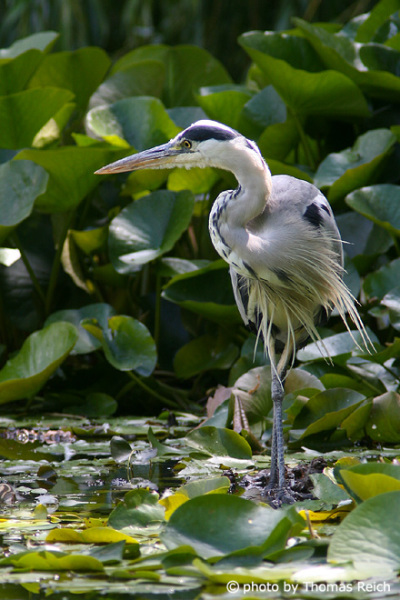 Grey Heron stands on lily pads