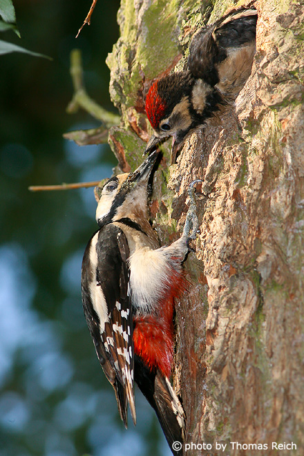 Great Spotted Woodpecker feeding chick