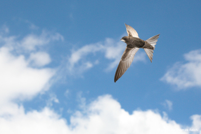 Common Swift in summer time