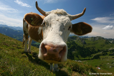 Schweizer Kuh in den Bergen