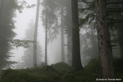 Nebel im Bergwald, Schweiz