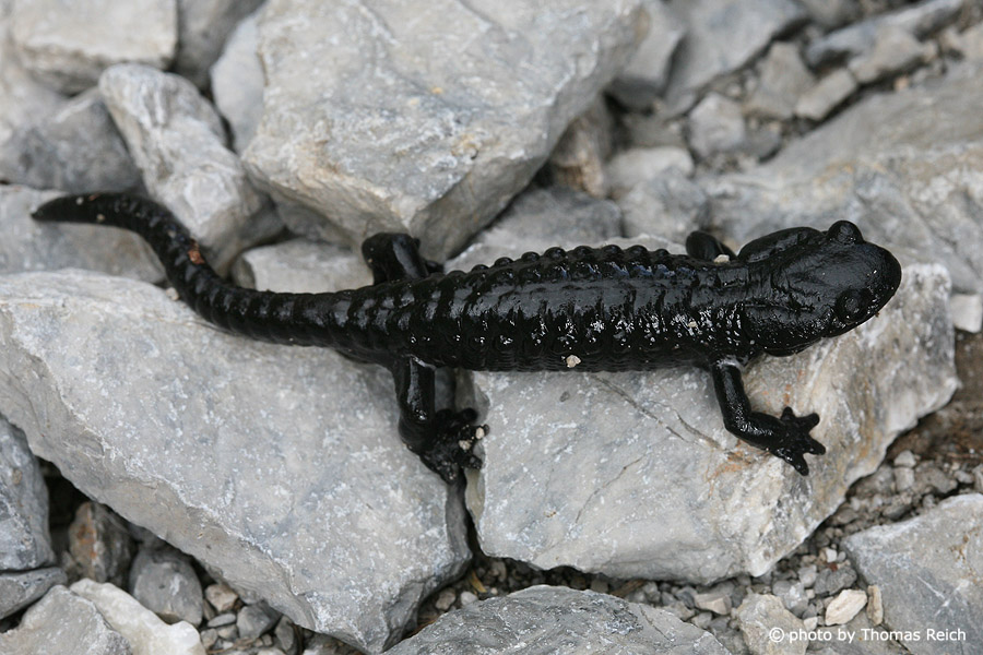 Black Alpine Salamander appearance and habitat