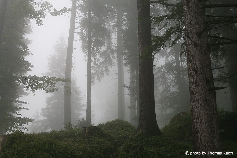 Fog in mountain forest, Switzerland