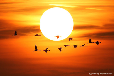 Silhouette fliegende Kraniche vor untergehender Sonne