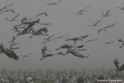 Common Cranes in the morning fog