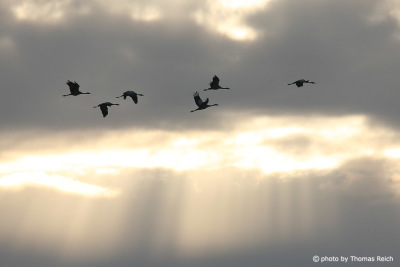 Common Cranes flying in the sky