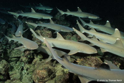 Whitetip reef sharks in Cocos Island on a night dive