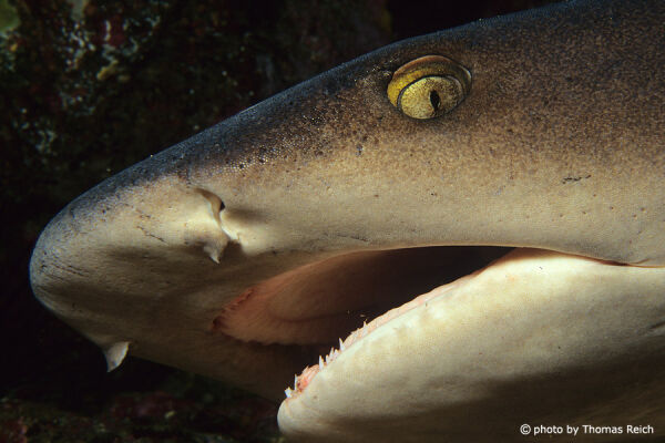 Whitetip reef shark teeth