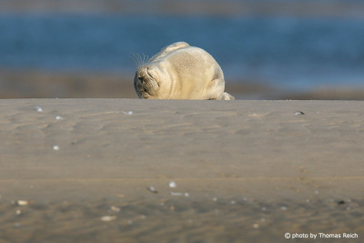 Sleeping seal at the beach, Amrum