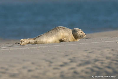 Grey seal baby at the beach, Amrum