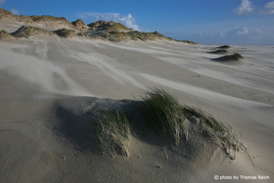 Sand dunes North Sea coast