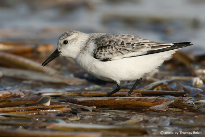 Sanderling searches for crustaceans