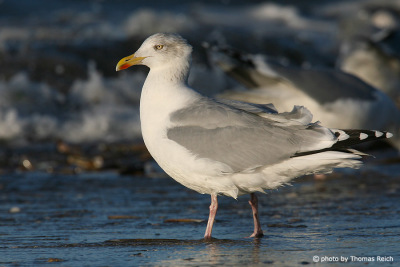 European herring gull habitat