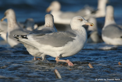 European herring gulls in the sea Amrum