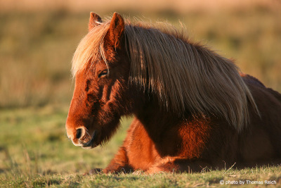 Horse lying in pasture, Amrum Island