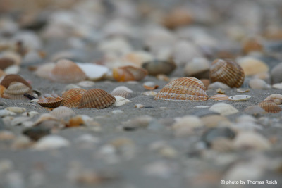 Shells, North Sea beach