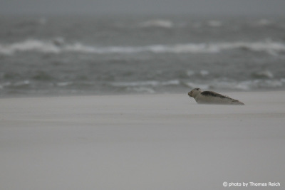 Common Seal habitat North Sea