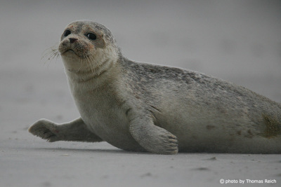 Harbor Seal on sandbank