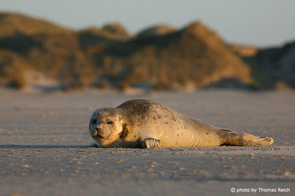 Harbor Seal on the North Sea coast