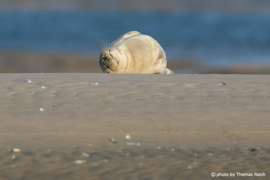 Sleeping seal at the beach, Amrum