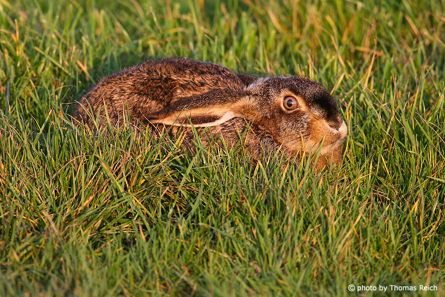 Brown hare, Amrum Germany