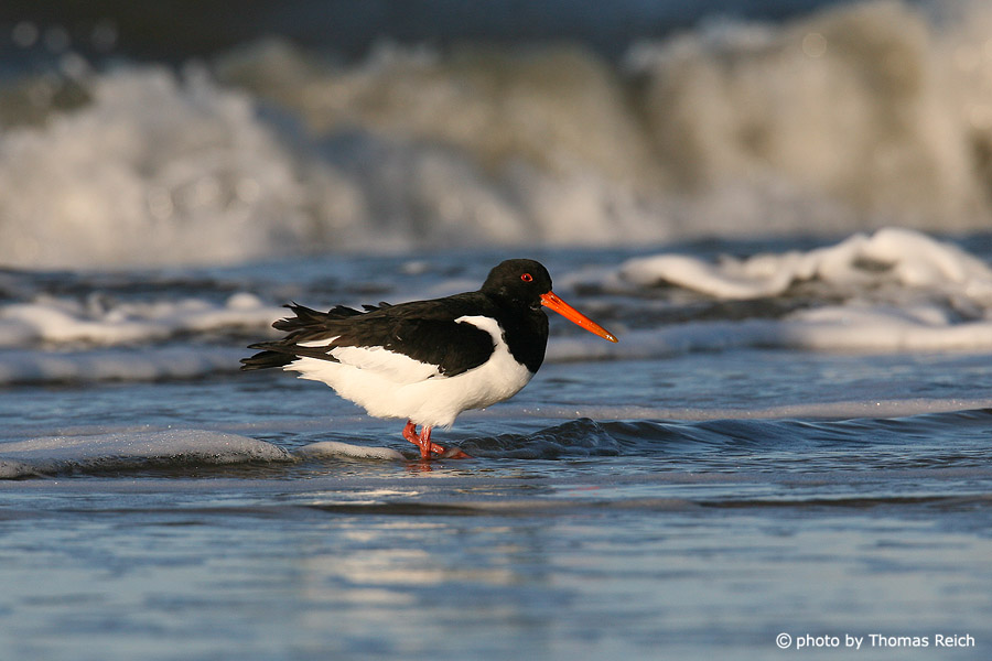 Eurasian Oystercatcher stands in waves