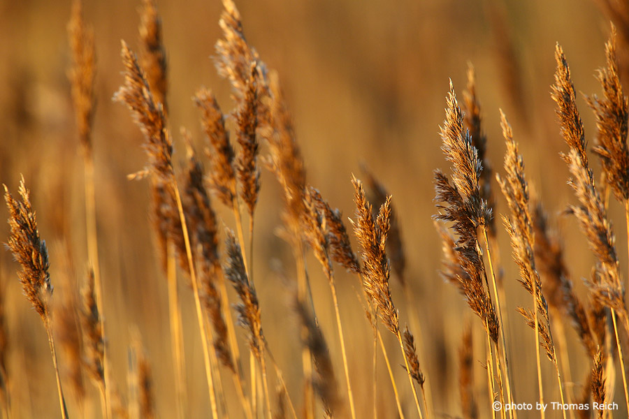 Grasses in the golden autumn light, Amrum