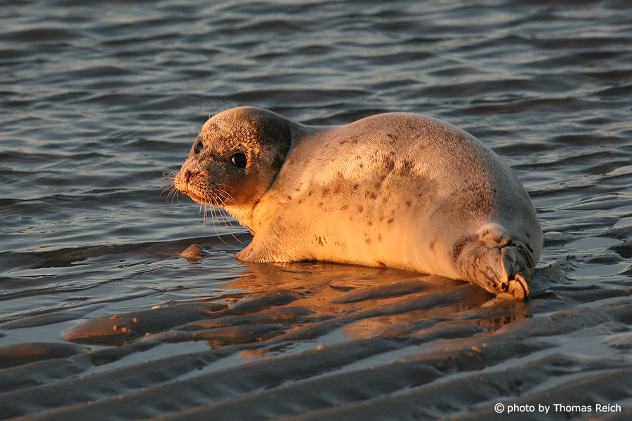 Seal in the Wadden Sea Amrum, Germany