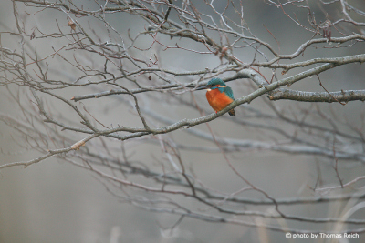 Common Kingfisher in wintertime