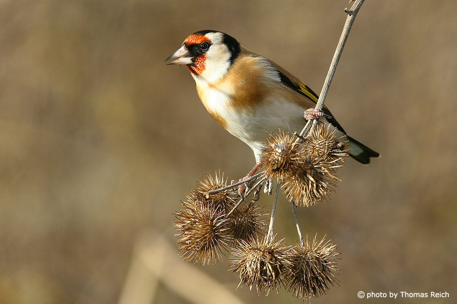 European goldfinch diet seeds
