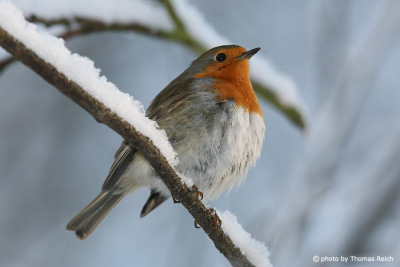 Robin Redbreast sits on a snow-covered branch