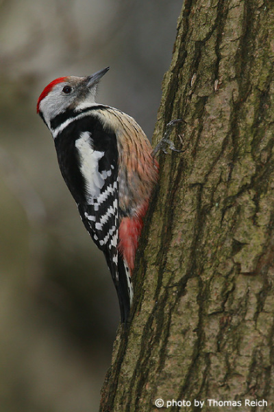 Middle Spotted Woodpecker appearance