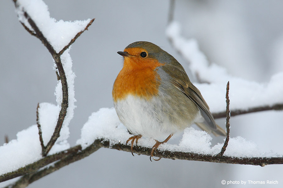 Robin Redbreast in winter time