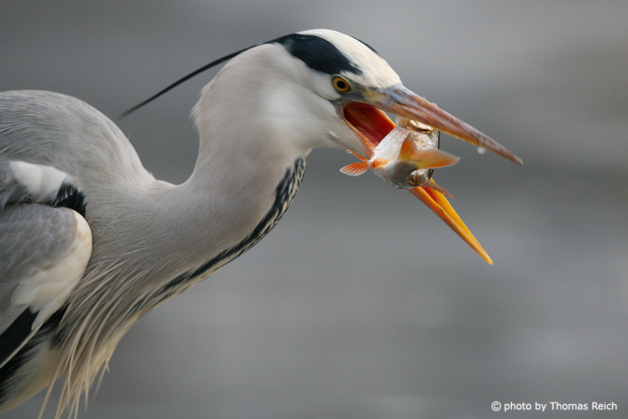 Grey heron bird catched fish