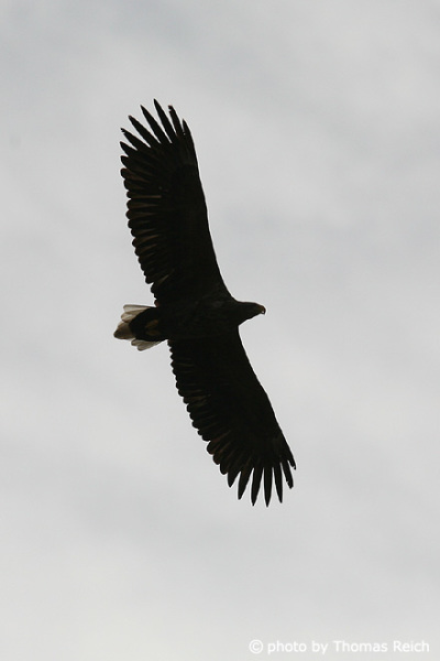 White-tailed Eagle wings