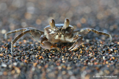 Crab at the beach