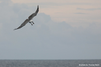 White-bellied Sea Eagle in Indonesia