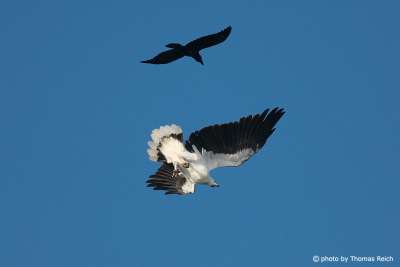 Duel White-bellied Sea Eagle fights again crow
