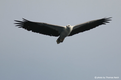 White-bellied Sea Eagle wingspan