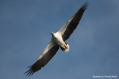 White-bellied Sea Eagle bird beak