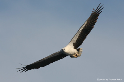 White-bellied Sea Eagle flying
