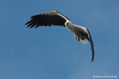 White-bellied Sea Eagle hunts