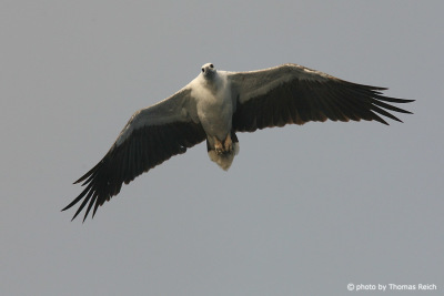 White-bellied Sea Eagle wedge tail