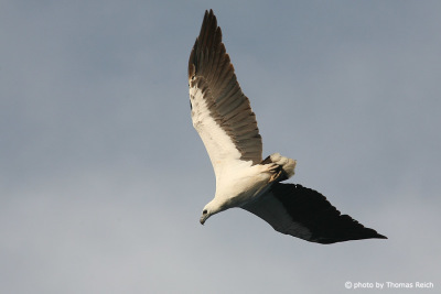 White-bellied Sea Eagle hunting