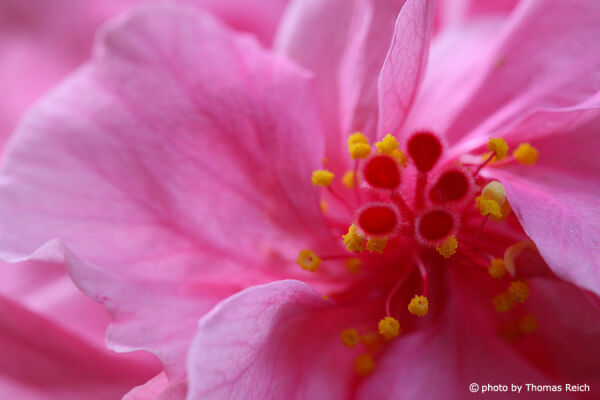 Hibiskus rosa Blüte