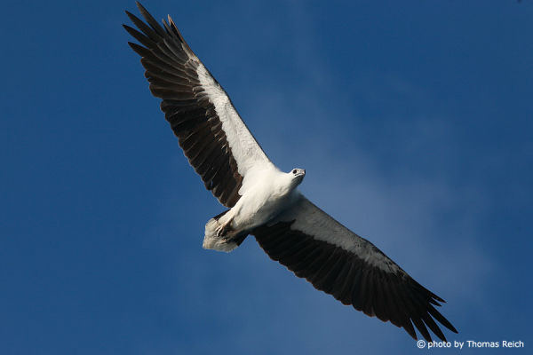 Weißbauchseeadler Flug Geschwindigkeit in der Luft